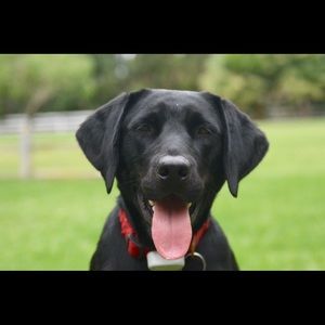 Meet your Posher, Sam